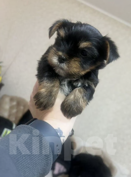 Собаки в Сочи: Щенки Мальчик, 25 000 руб. - фото 2