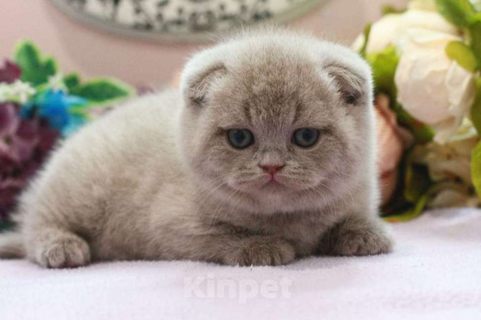 Кошки в Москве: Лиловая девочка  Девочка, 20 000 руб. - фото 1