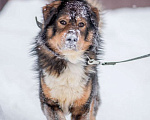 Собаки в Москве: Большой ласковый пес Вольт ждет Вашего звонка Мальчик, Бесплатно - фото 1