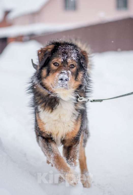 Собаки в Москве: Большой ласковый пес Вольт ждет Вашего звонка Мальчик, Бесплатно - фото 1