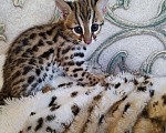 Кошки в Москве: Азиатские леопардовые котята  Мальчик, 150 000 руб. - фото 5