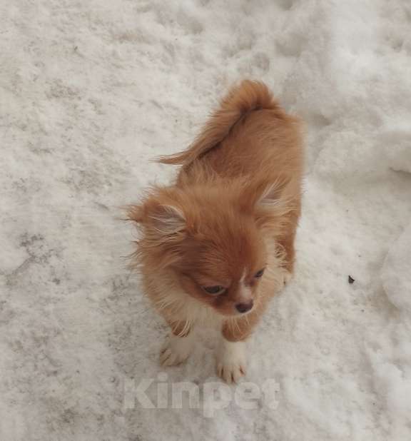 Собаки в Москве: Щенок чихуахуа Девочка, 25 000 руб. - фото 1