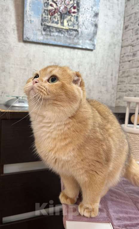 Кошки в Нижнем Новгороде: Кот шоколадная золотая шиншилла  Мальчик, Бесплатно - фото 4