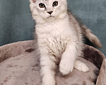 Кошки в Мытищах: Котёнок Мейн-кун Девочка, 40 000 руб. - фото 7