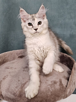 Котёнок Мейн-кун