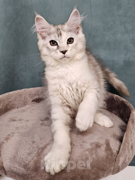 Кошки в Мытищах: Котёнок Мейн-кун Девочка, 40 000 руб. - фото 7