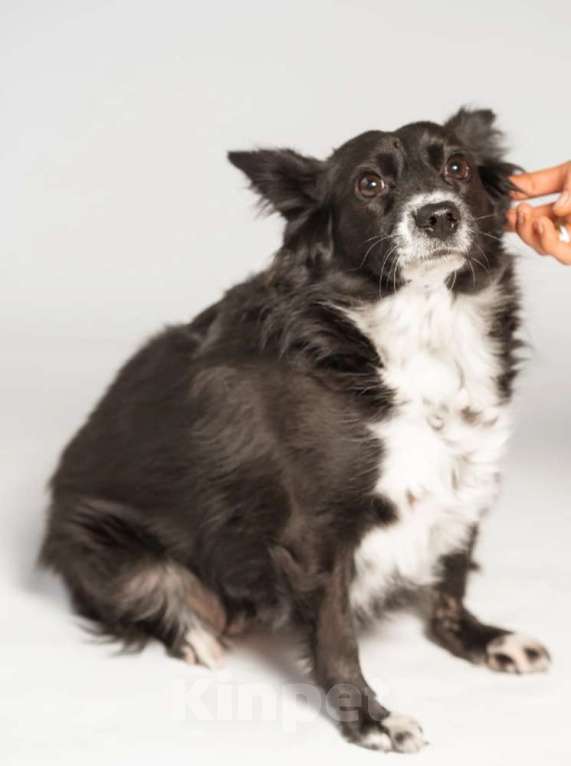 Собаки в Москве: Метис длинношерстной чихуахуа Муся в добрые руки Девочка, 1 руб. - фото 5