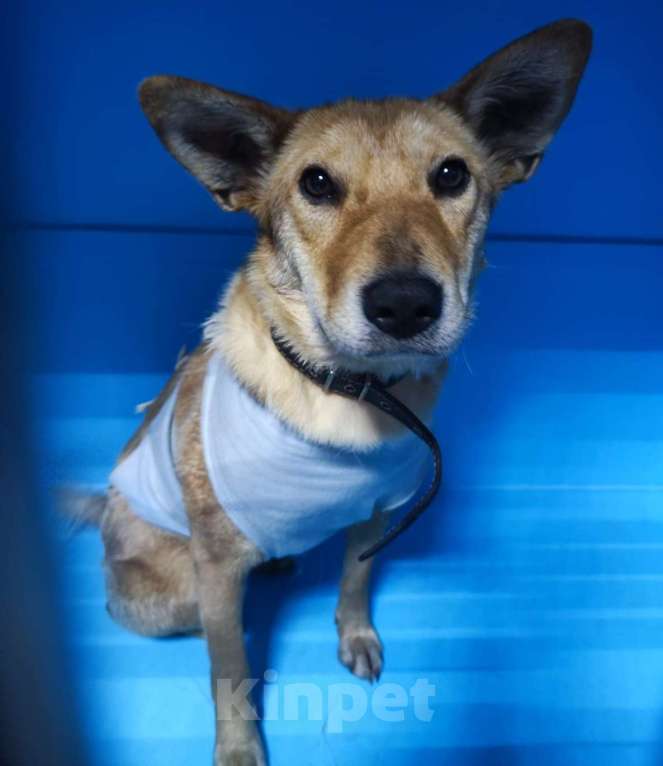 Собаки в Москве: Еле уговорили дать шанс. Собаку Яну выпускают на улицу Девочка, Бесплатно - фото 2