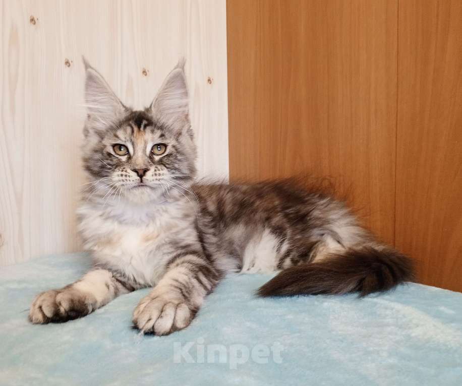 Кошки в Владимире: Мейн-кун кошечка - серебристая черепашка Девочка, 50 000 руб. - фото 7