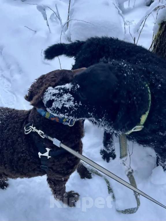 Собаки в других городах Московской области: Курчавошерстный ретривер, щенок Разнополые, 40 000 руб. - фото 5