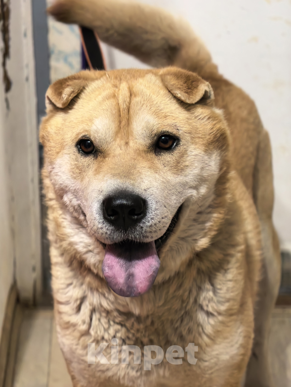 Собаки в Москве: Метис шарпея в добрые руки Мальчик, Бесплатно - фото 1