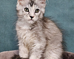 Кошки в Мытищах: Котёнок Мейн-кун Девочка, 40 000 руб. - фото 7