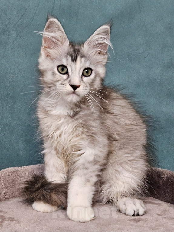 Кошки в Мытищах: Котёнок Мейн-кун Девочка, 40 000 руб. - фото 7