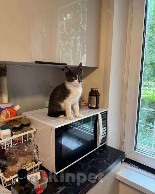 Кошки в Москве: Самый ласковый на свете котенок Мальчик, Бесплатно - фото 2