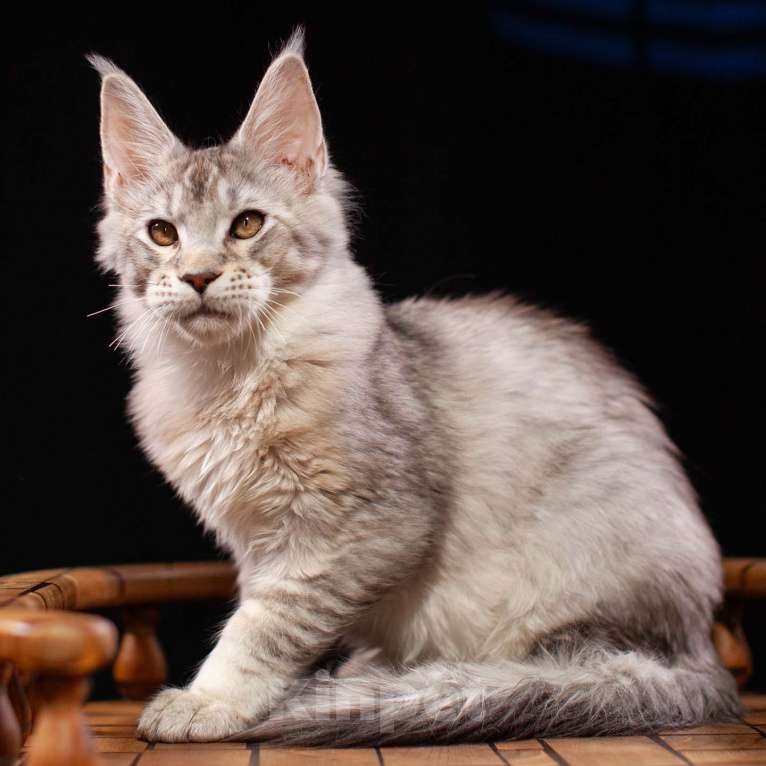 Кошки в Санкт-Петербурге: Два брата мейн куны Мальчик, 65 000 руб. - фото 2