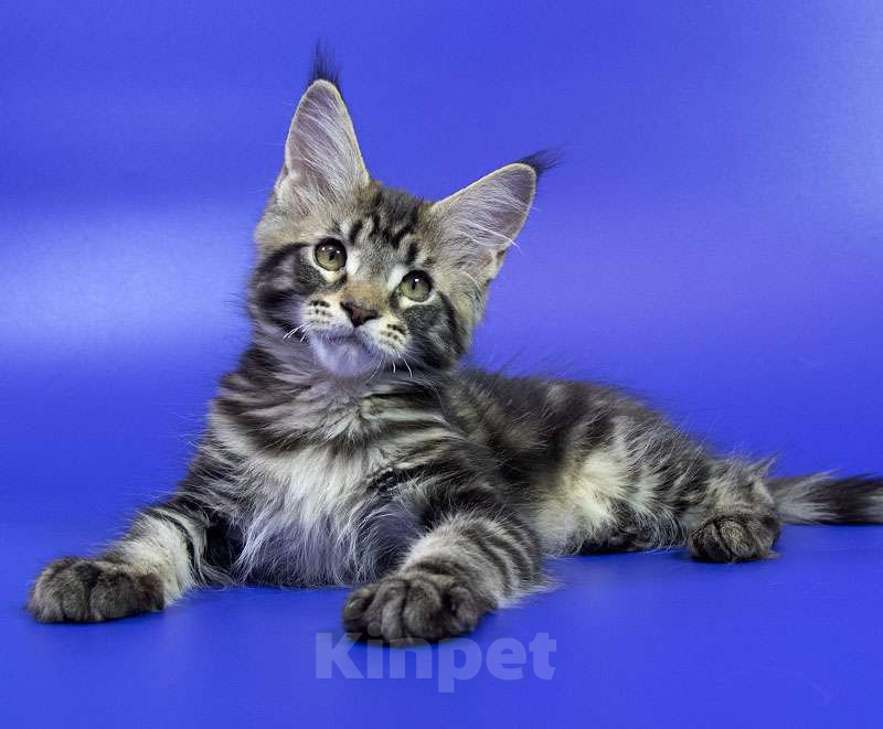 Кошки в Москве: Котенок Мейн кун. Мальчик, Бесплатно - фото 5