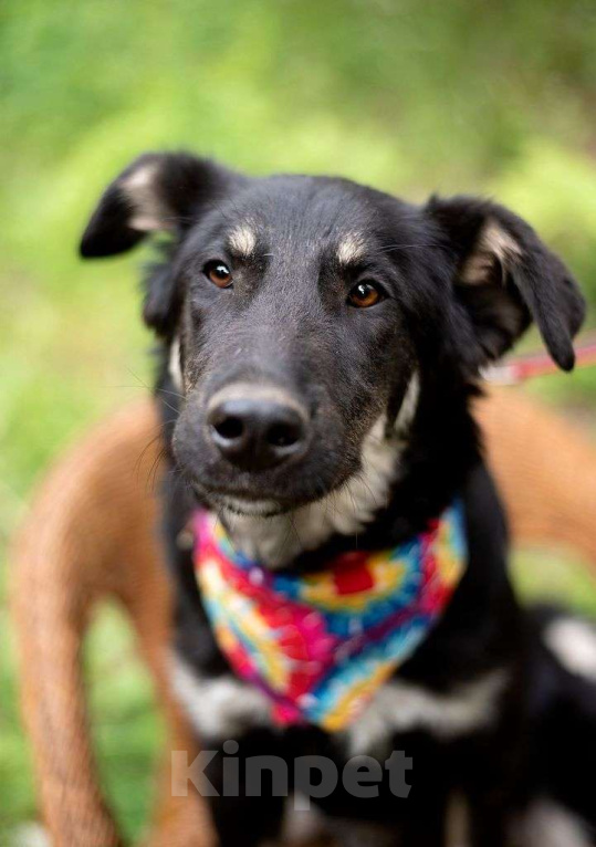 Собаки в Электрогорске: Щенок в добрые руки Мальчик, Бесплатно - фото 2