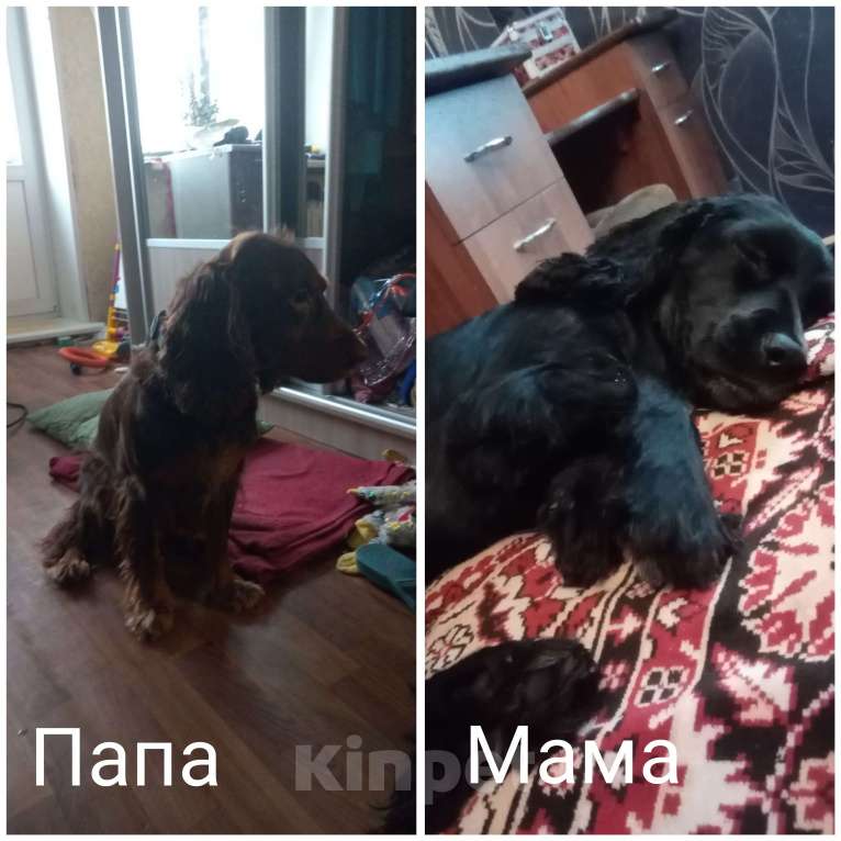 Собаки в Челябинске: Три девочки и один мальчик Мальчик, 6 000 руб. - фото 7