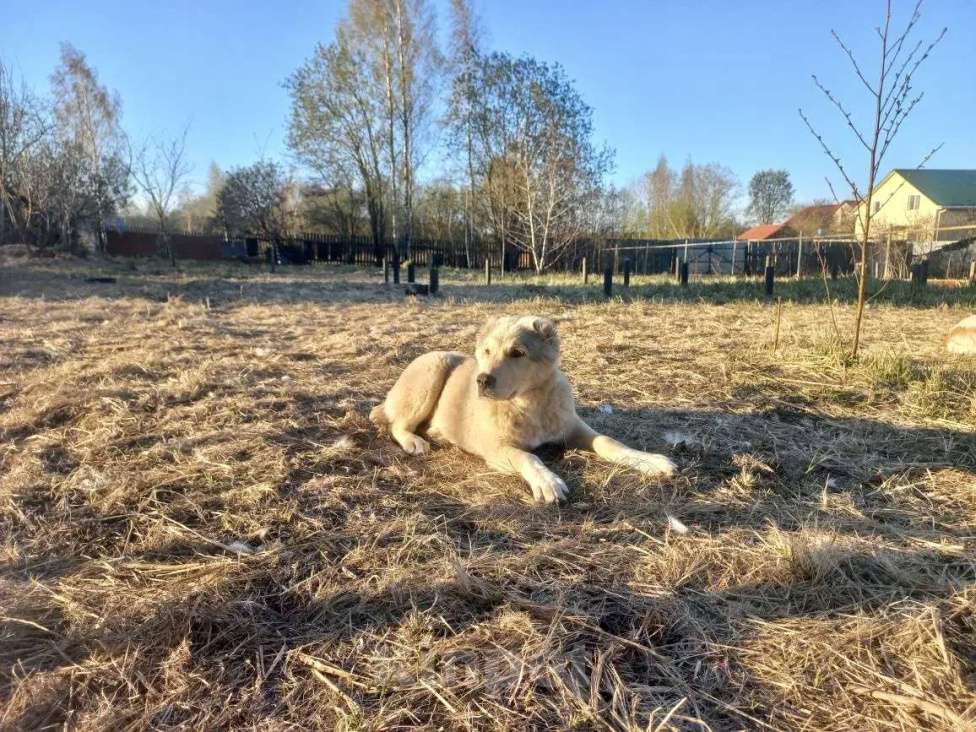 Собаки в Смоленске: Туркменские Щенки САО (алабай) Девочка, 30 000 руб. - фото 4