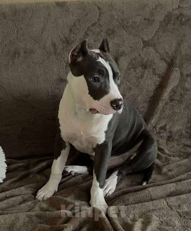 Собаки в Москве: Щенок в добрые руки 6 мес Мальчик, Бесплатно - фото 2