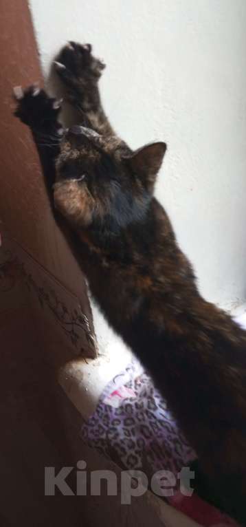 Кошки в Москве: Трехцветный котенок в дар Девочка, Бесплатно - фото 3