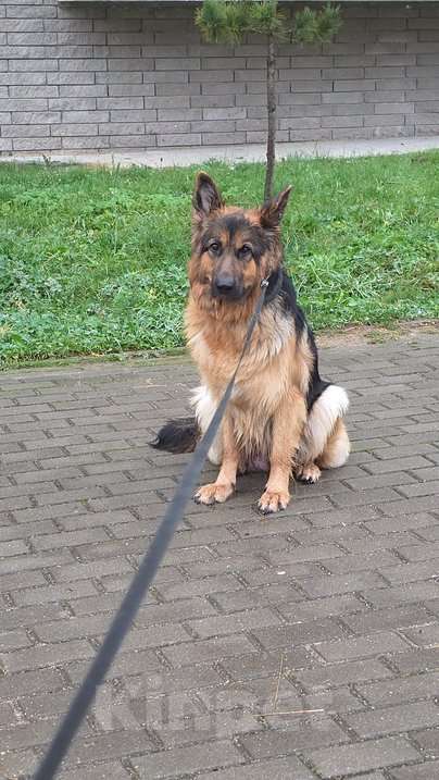 Собаки в Москве: Щенки от мамы-овчарки в дар Мальчик, 1 руб. - фото 8