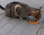 Кошки в Калининграде: Кошке нужен дом Девочка, Бесплатно - фото 3