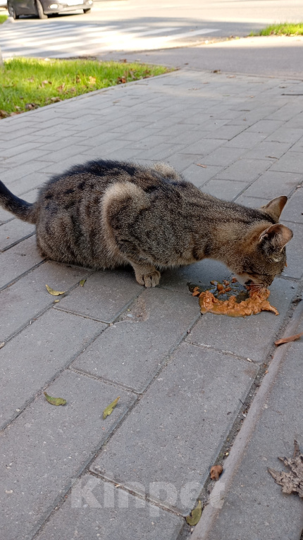 Кошки в Калининграде: Кошке нужен дом Девочка, Бесплатно - фото 3