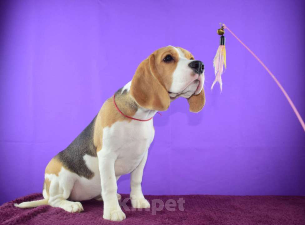 Собаки в Москве: Щенок бигля н Девочка, 65 000 руб. - фото 5