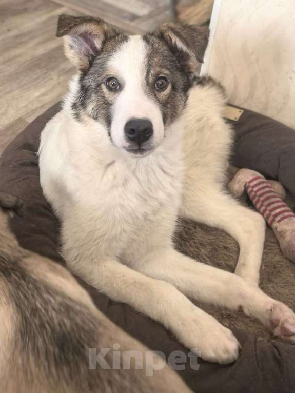 Собаки в Лосином-Петровском: Томас якутенок в добрые руки Мальчик, Бесплатно - фото 5