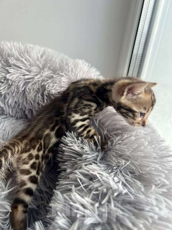 Кошки в Шуе: Бенгальский котенок мальчик Мальчик, 30 000 руб. - фото 2