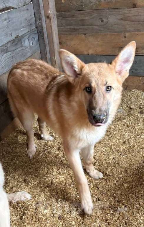 Собаки в Москве: Лисса в поиске дома Девочка, Бесплатно - фото 3