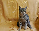 Кошки в Туле: Котик в добрые руки Мальчик, Бесплатно - фото 1