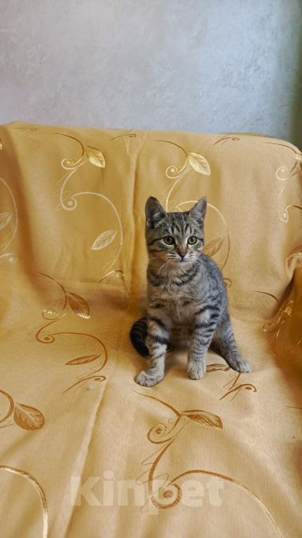 Кошки в Туле: Котик в добрые руки Мальчик, Бесплатно - фото 1