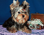 Собаки в Москве: Мальчик Йорк от чемпионов. Мальчик, 70 000 руб. - фото 1