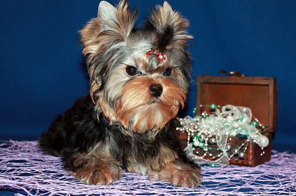 Собаки в Москве: Мальчик Йорк от чемпионов. Мальчик, 70 000 руб. - фото 1