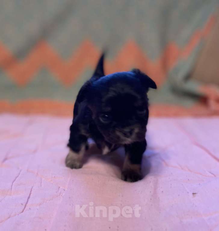 Собаки в Санкт-Петербурге: Очаровательная девочка чихуахуа  Девочка, 35 000 руб. - фото 7