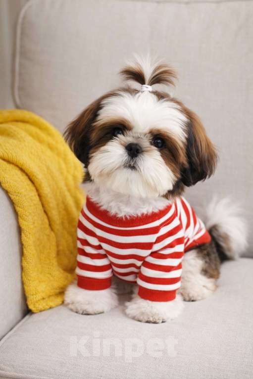 Собаки в Смоленске: Малыш мини ши тцу вязка Китай Мальчик, 100 000 руб. - фото 1