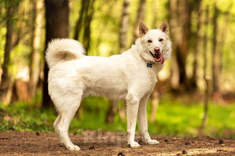 Собаки в Москве: Красавчик Амир в добрые руки. Мальчик, Бесплатно - фото 2