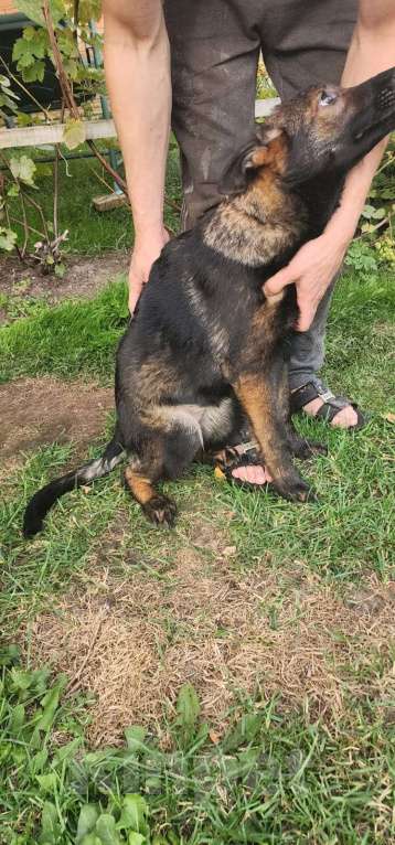 Собаки в Ореховом-Зуево: Продажа щенков Мальчик, 50 000 руб. - фото 7