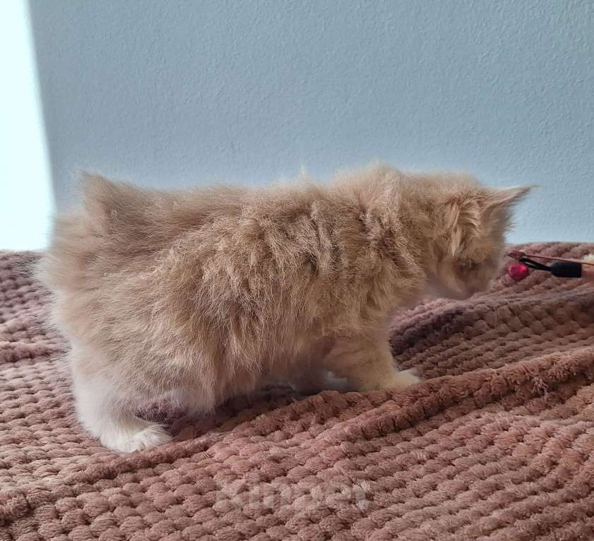 Кошки в Москве: Курбобики Разнополые, 50 000 руб. - фото 1