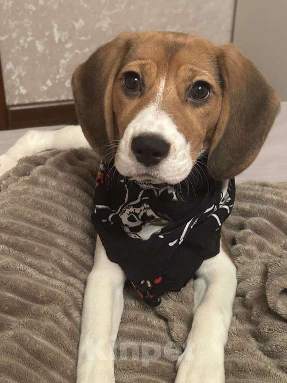 Собаки в Москве: Бигль девочка  Девочка, 10 000 руб. - фото 3