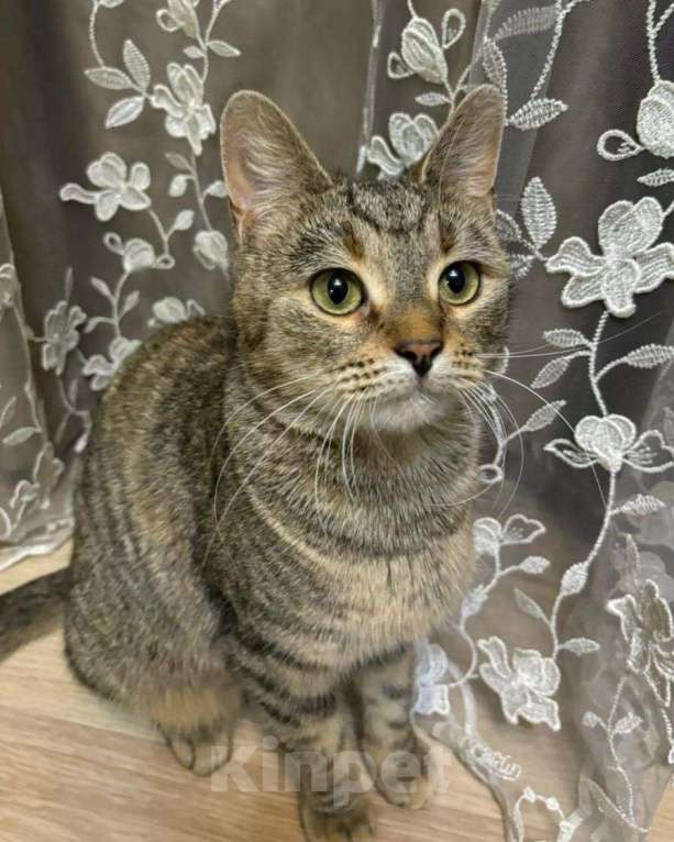 Кошки в Москве: Котенка выкинули на улицу! Срочный поиск дома! Девочка, Бесплатно - фото 1