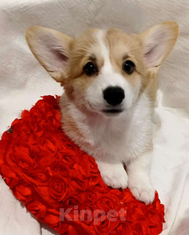 Собаки в Краснодаре: Девочка корги Девочка, 40 000 руб. - фото 7