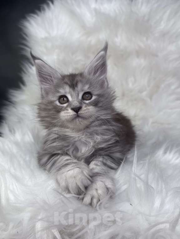 Кошки в Кудрово: Котенок мейн-кун Мальчик, 80 000 руб. - фото 2