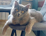 Кошки в Санкт-Петербурге: Красивая пушистая кошечка-подросток Девочка, Бесплатно - фото 6