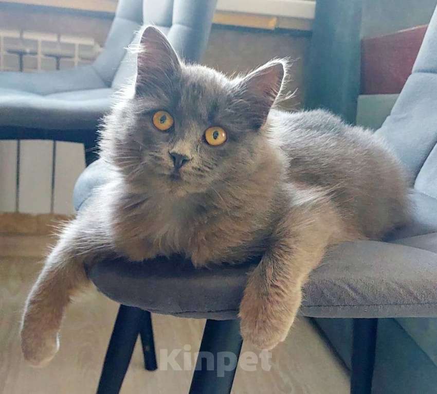 Кошки в Санкт-Петербурге: Красивая пушистая кошечка-подросток Девочка, Бесплатно - фото 6