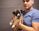 Собаки в Москве: Ума - щенок лайки в дар Девочка, 1 руб. - фото 9