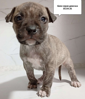 ААмериканский питбультерьер .Девочка