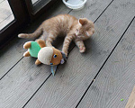 Кошки в Одинцово: Рыжие котята ищут дом!  Мальчик, Бесплатно - фото 6
